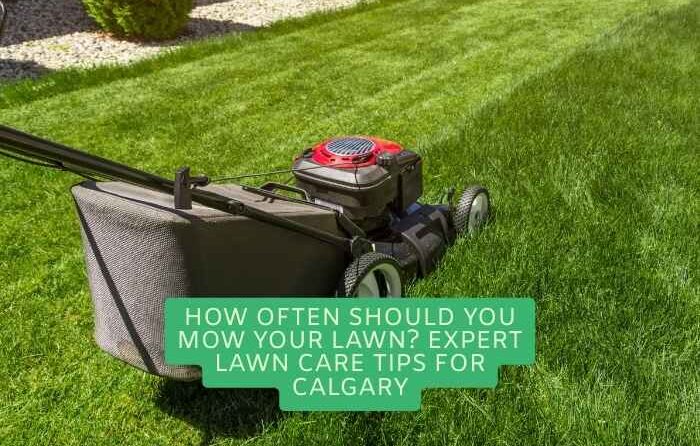 Lawn Care Tips