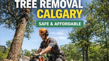 tree removal Calgary safe and affordable